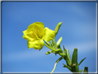 foto Fiori